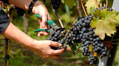 Hands using pruning shears to cut a dark grape cluster from a vine