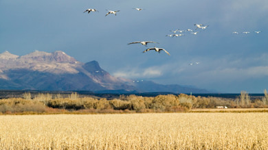 Flock of white birds flying over a golden crop field with distant mountains under a dark sky