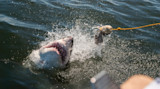 Great white shark lunging at bait on yellow rope, water splashing
