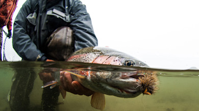 Rainbow trout with topwater dry fly held by angler, fish half submerged