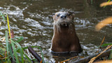 River otter emerging from water with wet whiskers, reeds at the bank