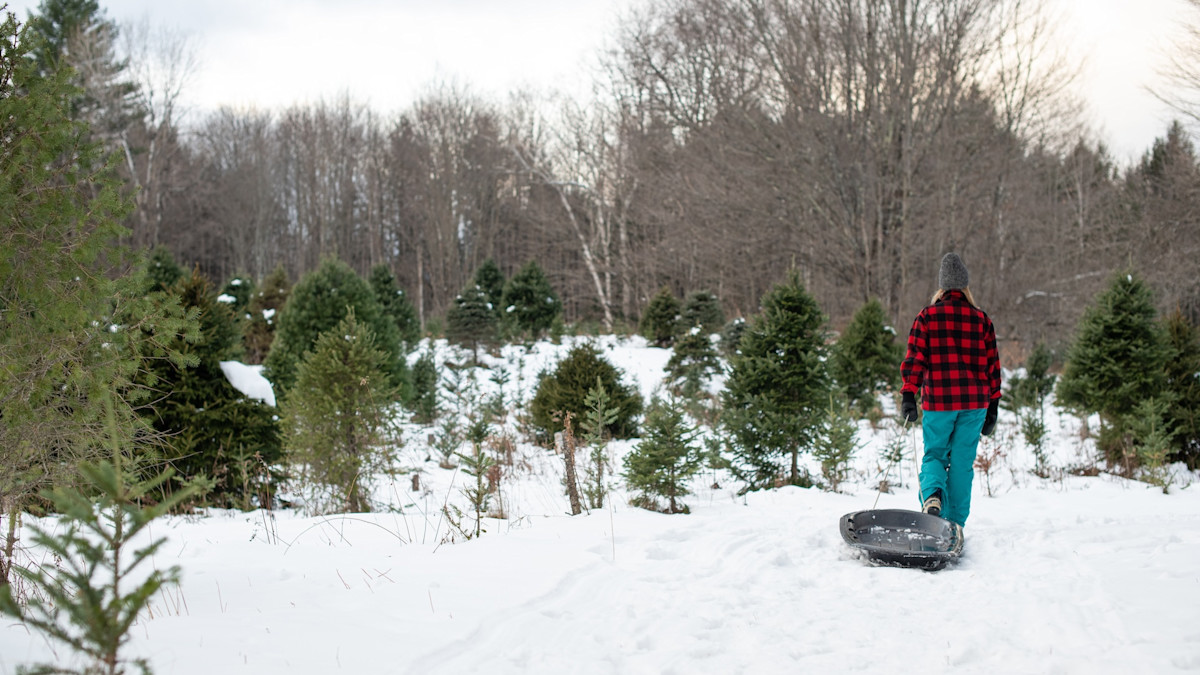 How to Harvest Your Own Christmas Tree on Public Land