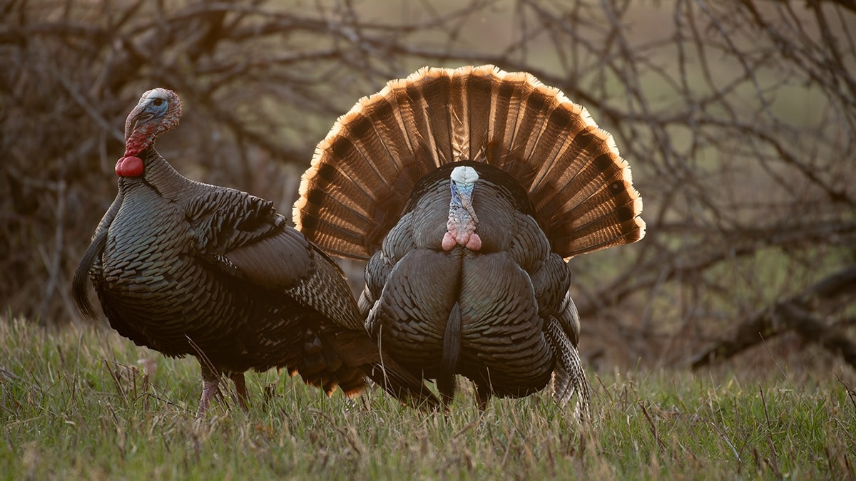Should You Reap A Turkey?