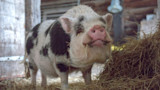 5 Things You Need to Start Raising Pigs