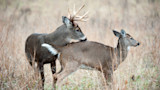 Buck with antlers nuzzling a doe in tall dry grass