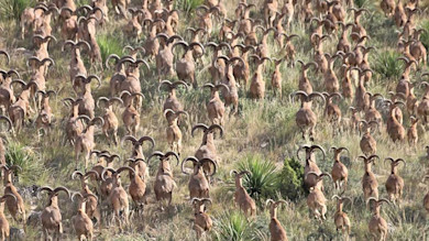 tpaa-herd-aoudad-sheep.jpg