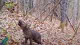 Wolf pup howling on leaf-strewn forest floor; Voyagers Wolf Project logo lower left