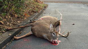 Dead buck with antlers lying on paved driveway, blood pooling at muzzle
