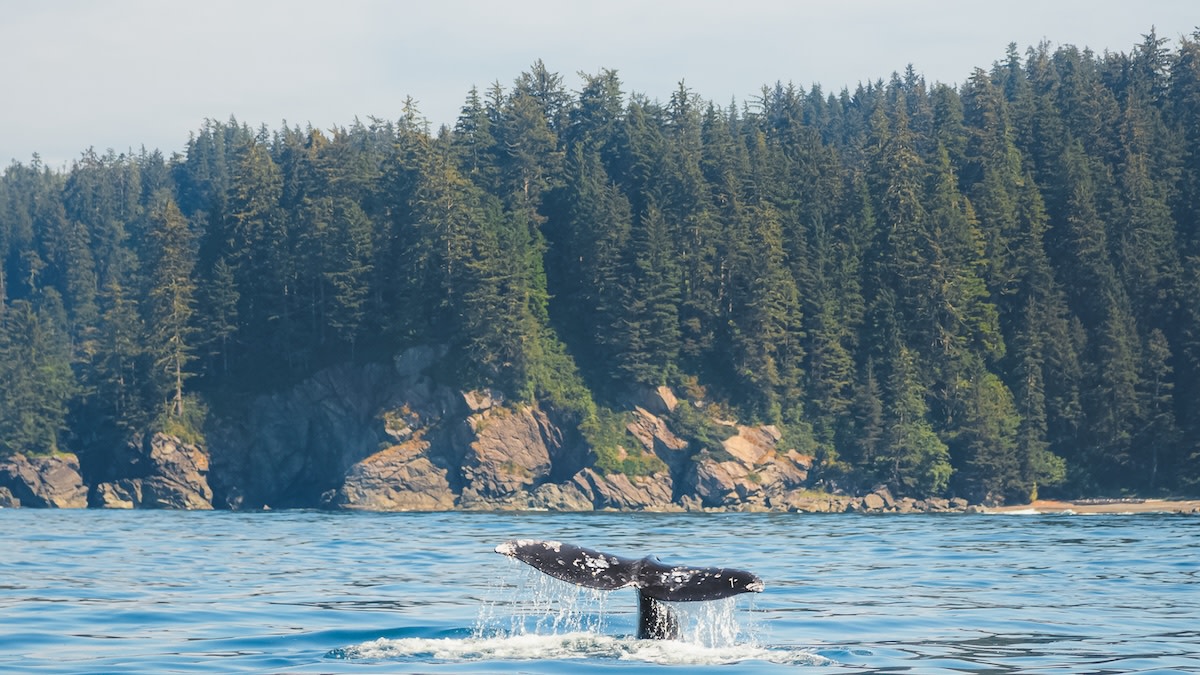 Humpback whale tail lifting out of blue ocean with forested rocky shoreline