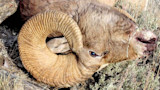 Dead bighorn ram lying in grass with large curled horn and blood on snout