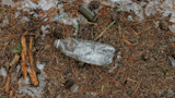 Crushed plastic water bottle lying among pine needles and melting ice on the forest floor