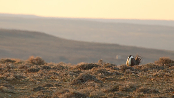 BLM Proposal Aims to Save the Greater Sage Grouse from Extinction