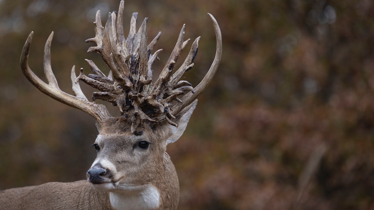 Injuries and Illness Often Trigger Amazing Antlers