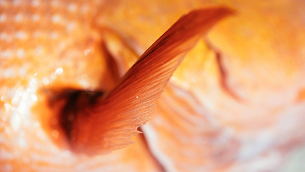 Nostril to Caudal: Eating Fish Skins, Fins, Scales, and Slime