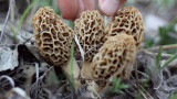 The Total Guide to Morel Mushroom Hunting