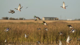 Sportsmen Rally to Preserve Duck Hunting in Florida