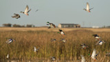 Mallard ducks flying over marsh grasses with distant building on horizon