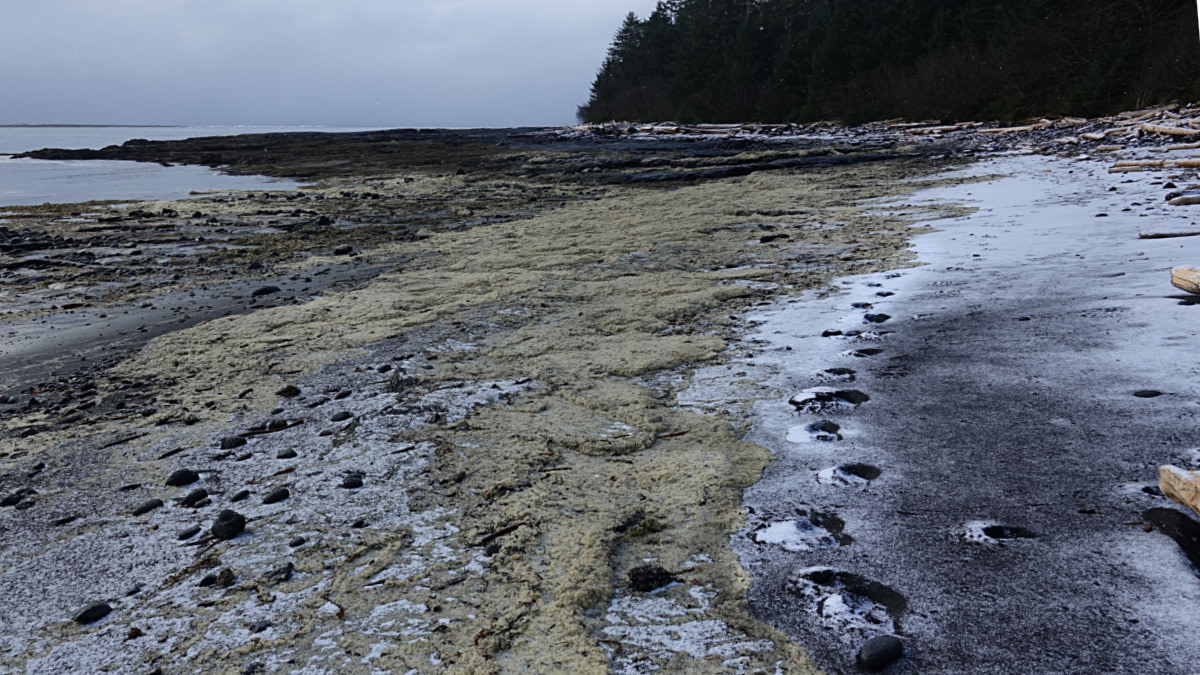 Bear in the Darkness: Encounters with a True Alaskan Giant
