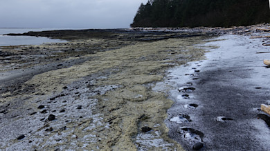 Rocky shore with pale seaweed and snow-dusted footprints leading to a forested headland