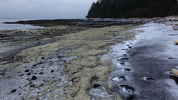 Bear in the Darkness: Encounters with a True Alaskan Giant