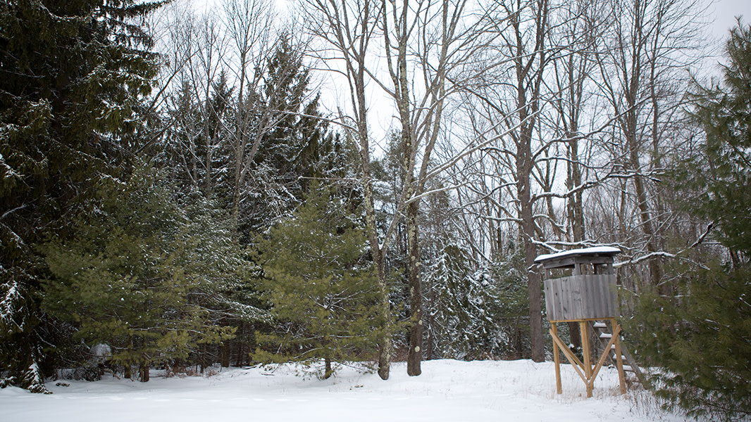 Ambush Hunting Techniques