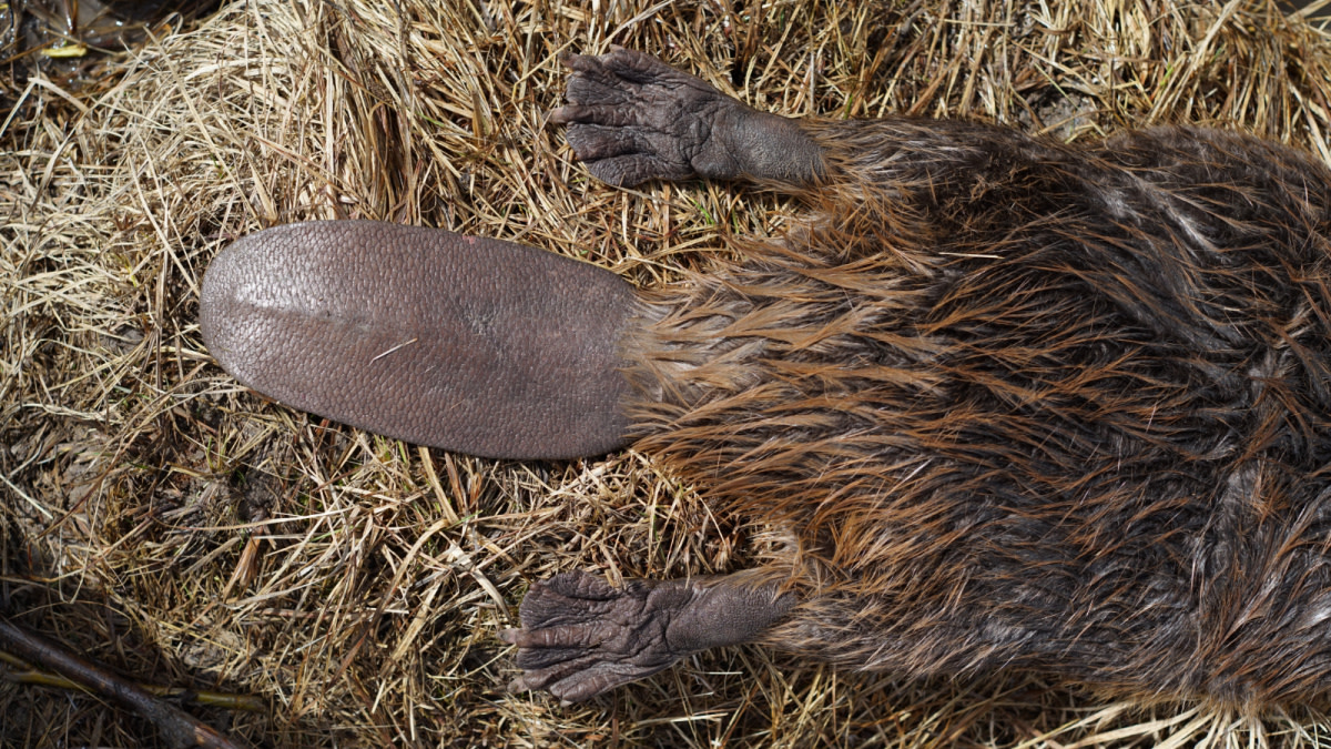 The Blueprint for Banning Beaver Trapping