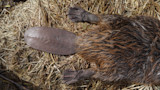 The Blueprint for Banning Beaver Trapping