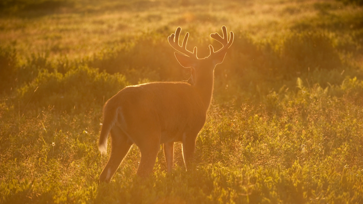 How the Whitetail Nearly Went Extinct