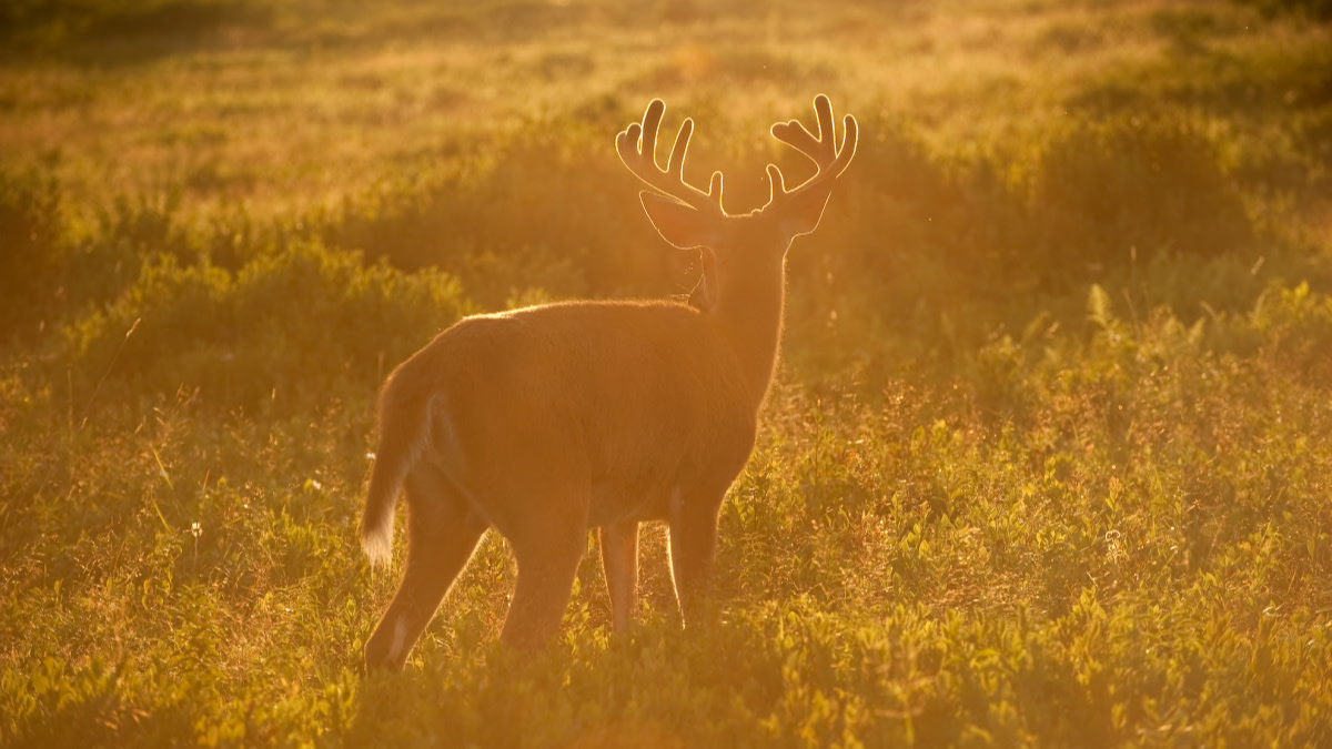 How the Whitetail Nearly Went Extinct