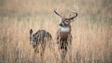 Buck with large antlers standing beside a fawn in tall dry grass