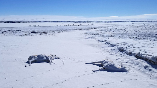 Winterkill and Tag Cuts Plague Western States