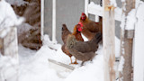 Three chickens standing on snow-covered coop steps beside a wooden door