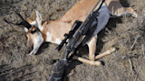 Pronghorn antelope lying on dry grass with two camo bolt-action rifles across its body