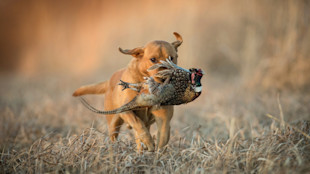 Yellow dog retrieving a pheasant through dry grass