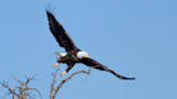 Bald eagle launching from bare tree branch against blue sky