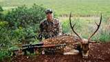 Hunter kneeling behind spotted axis deer with large antlers and rifle in green brush