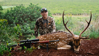 Hunter kneeling behind spotted axis deer with large antlers and rifle in green brush