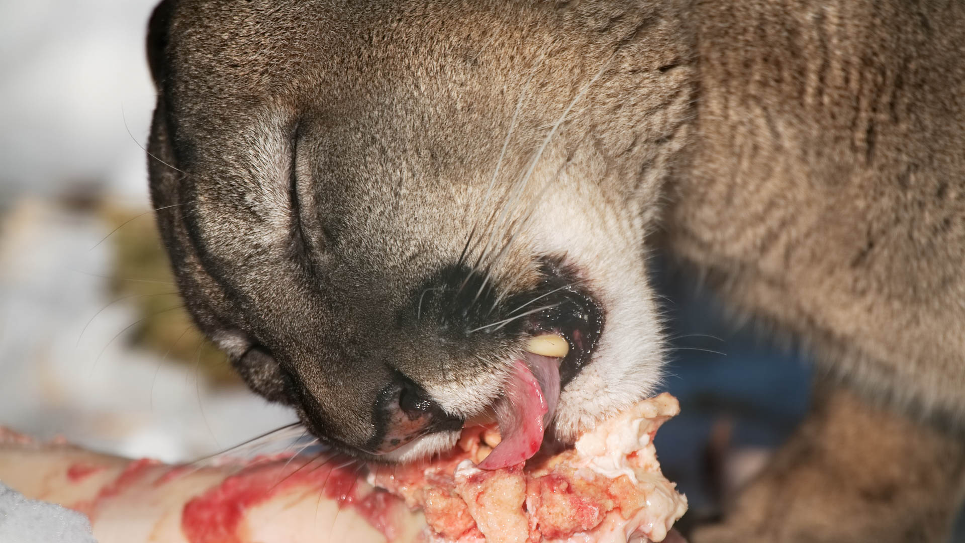 Puma concolor gnawing at a bone-0003 MatthiasKabel-2