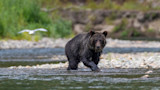 Grizzly bear wading in shallow river, seagull flying behind