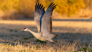 AdobeStock_673564971.jpeg