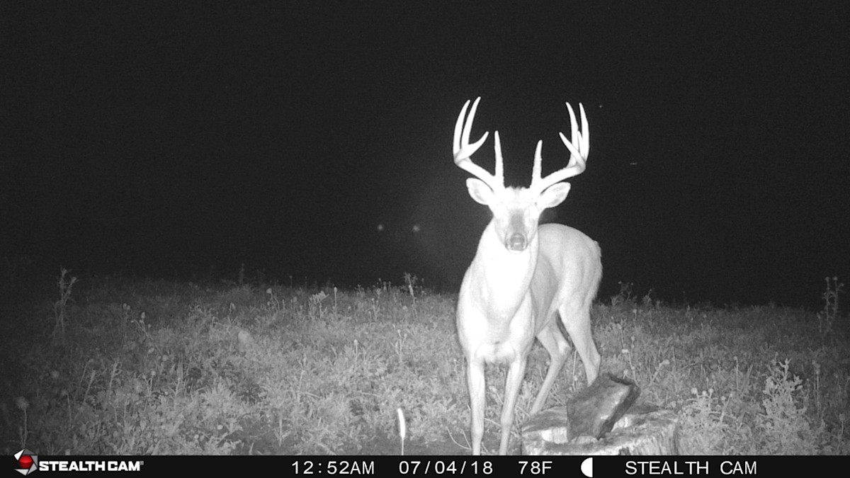 The Buck That Never Shed Its Antlers