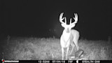 The Buck That Never Shed Its Antlers