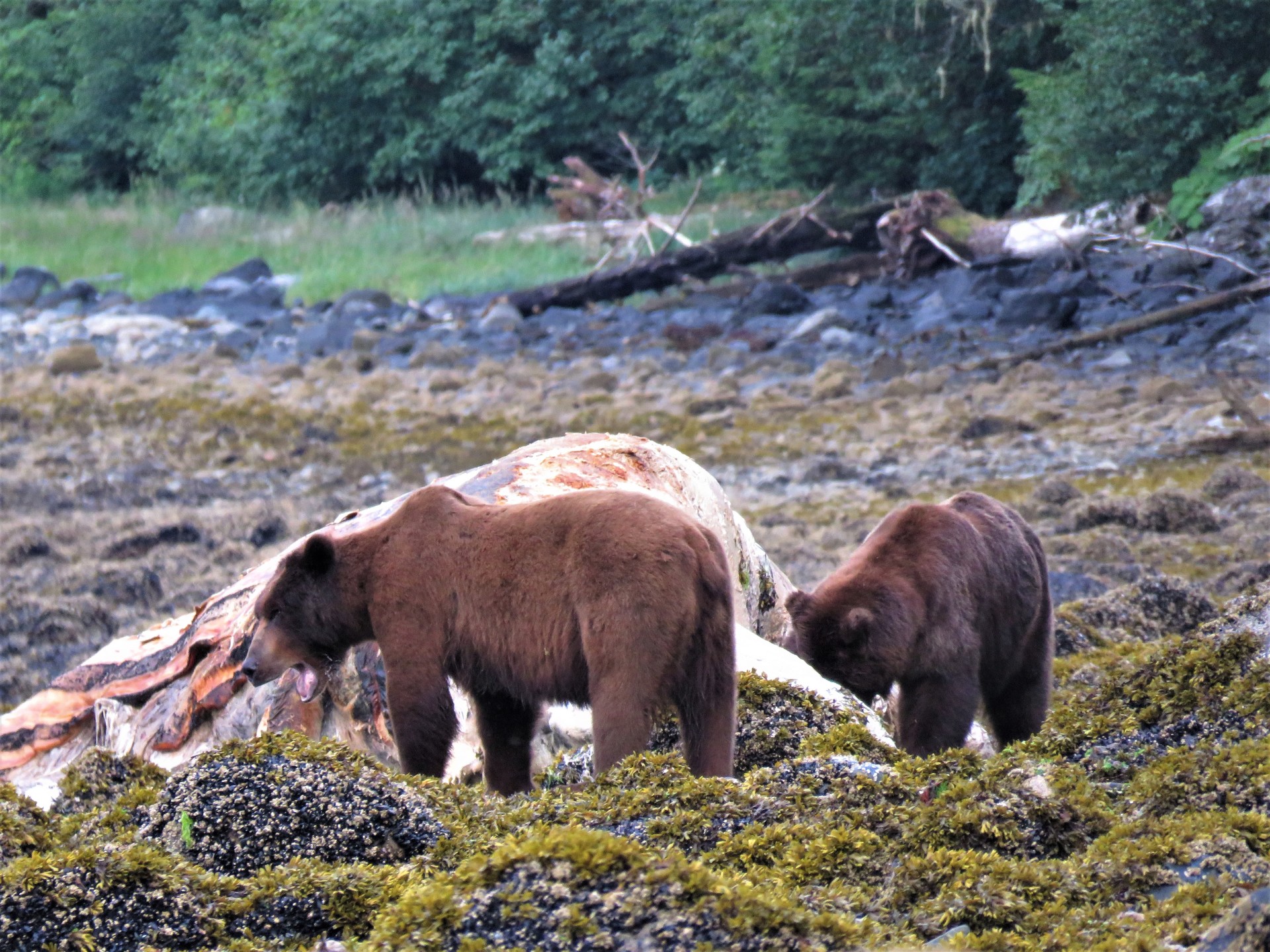 Alaskan brown bear (2)