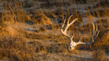 Deer skull with antlers lying in dry grass at golden light