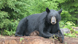 Black bear resting on dirt ledge beside green spruce trees