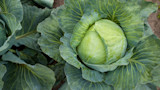 How to Grow Cabbage