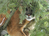 The Rare and Random Nature of Fatal Cougar Attacks