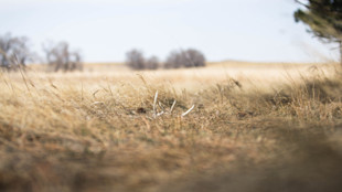 Shed antlers in dry grass on an open prairie