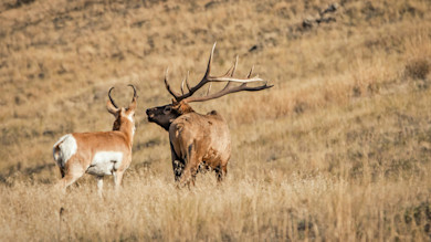 Bull elk with large antlers facing a pronghorn antelope in dry grassland