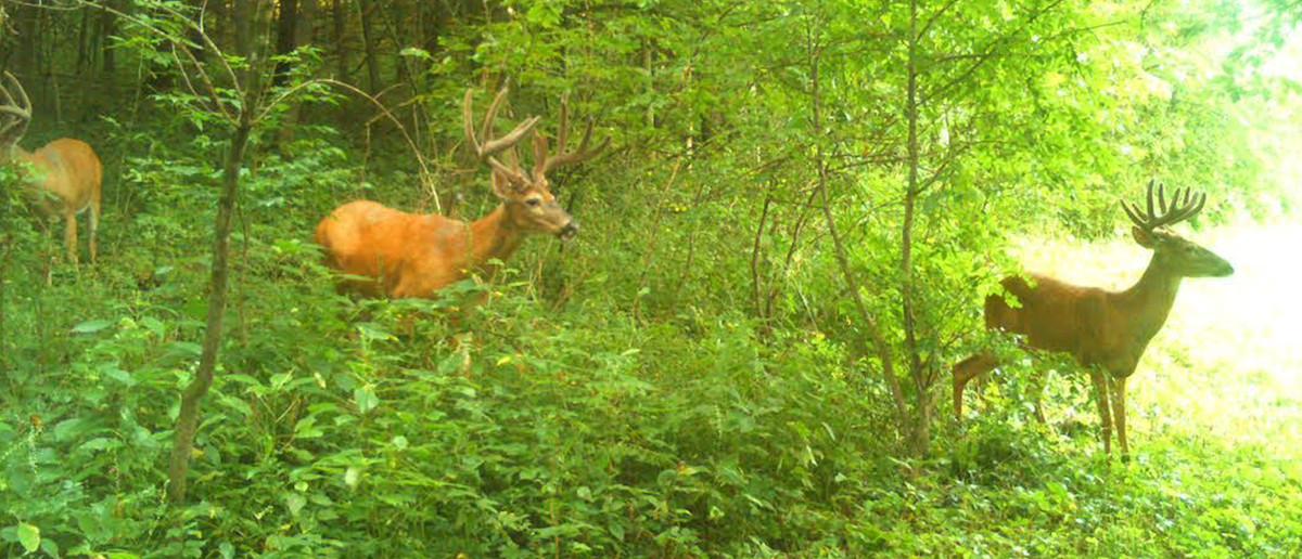 Summer Trail Camera “Do Nots”